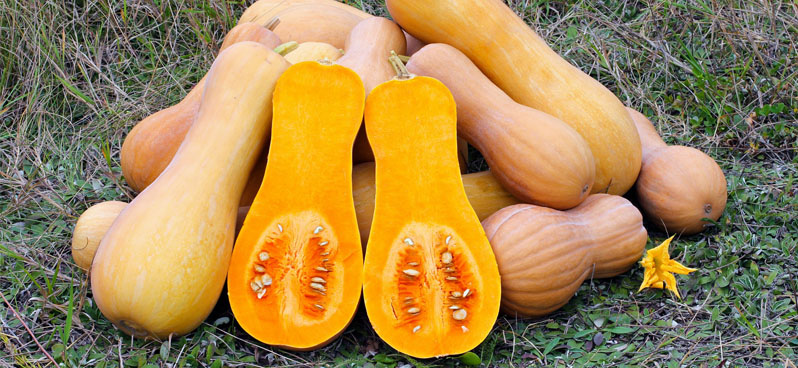 Group of butternut squashes