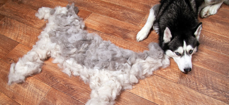 Husky on the floor besides shedded fur in the form of a husky