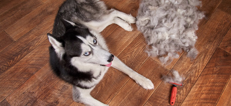 husky-besides-brushed-fur-pile